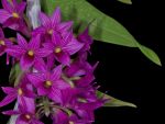 Leggi tutto: Dendrobium goldschmidtianum