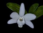 Leggi tutto: Dendrobium moniliforme