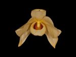 Leggi tutto: Dendrobium moschatum var. cupreum