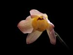 Leggi tutto: Dendrobium moschatum var. unguipetalum