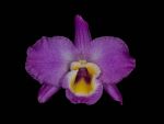 Leggi tutto: Dendrobium nobile var nobilius
