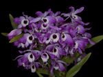 Read more: Dendrobium nobile 