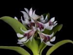 Leggi tutto: Dendrobium peguanum