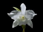 Leggi tutto: Dendrobium nobile var albaluteum