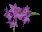 Leggi tutto: Dendrobium glomeratum