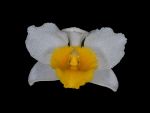 Leggi tutto: Dendrobium thyrsiflorum