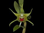 Leggi tutto: Dendrobium tobaense