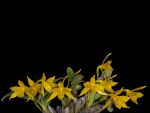 Leggi tutto: Dendrobium trigonopus