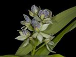 Read more: Prosthechea fragrans