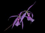 Read more: Encyclia adenocaula