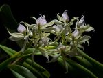 Read more: Prosthechea radiata