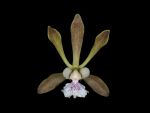 Read more: Encyclia tampensis