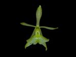 Leggi tutto: Epidendrum difforme