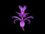 Leggi tutto: Epidendrum elongatum