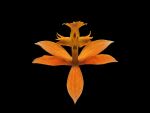 Leggi tutto: Epidendrum ibaguense forma arancio
