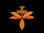 Read more: Epidendrum ibaguense forma arancio