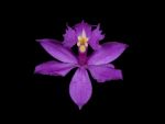 Leggi tutto: Epidendrum imatophyllum