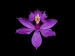 Read more: Epidendrum imatophyllum