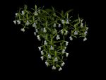 Leggi tutto: Epidendrum paniculatum
