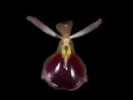 Leggi tutto: Epidendrum peperomia