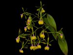 Leggi tutto: Epidendrum pseudepidendrum