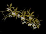 Leggi tutto: Epidendrum stamfordianum