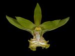 Read more: Eulophia andamanensis