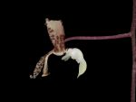 Read more: Gongora scaphephorus