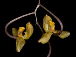 Read more: Gongora truncata