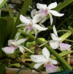 Read more: Holcoglossum amesianum