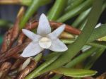 Read more: Ceratostylis philippinense