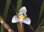 Read more: Ceratostylis subulata