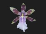 Read more: Miltonia bluntii