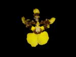 Read more: Oncidium Gower Ramsey