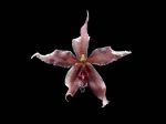 Read more: Paphinia herrerae var rosea