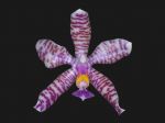 Leggi tutto: Phalaenopsis hieroglyphica