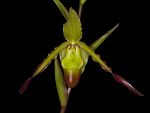 Read more: Phragmipedium Socheres Apprendice