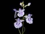 Read more: Ponerorchis graminifolia var. micropunctata