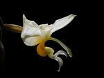 Read more: Stanhopea embreei