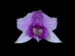 Leggi tutto: Laelia dayana