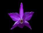 Read more: Laelia gouldiana