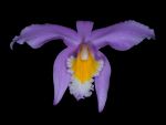 Leggi tutto: Laelia jongheana