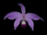 Leggi tutto: Laelia perrinii