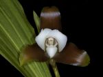 Leggi tutto: Lycaste dowiana