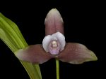 Read more: Lycaste skinneri