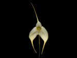 Leggi tutto: Masdevallia coccinea forma gialla