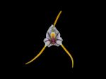 Read more: Masdevallia pachyura