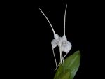 Read more: Masdevallia tovarensis