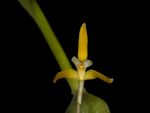 Leggi tutto: Maxillaria hennisiana