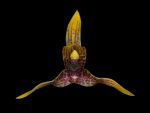 Read more: Maxillaria praestans